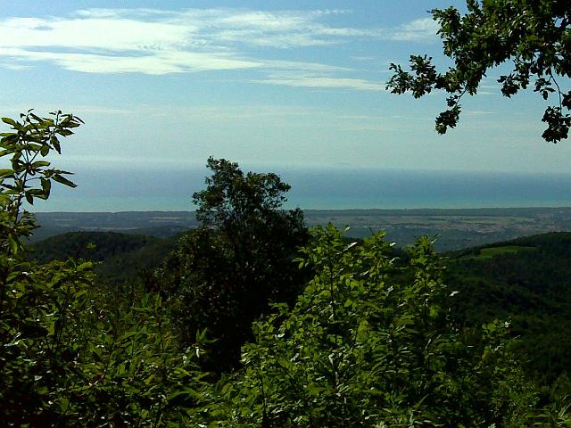 castagneto 103a.jpg